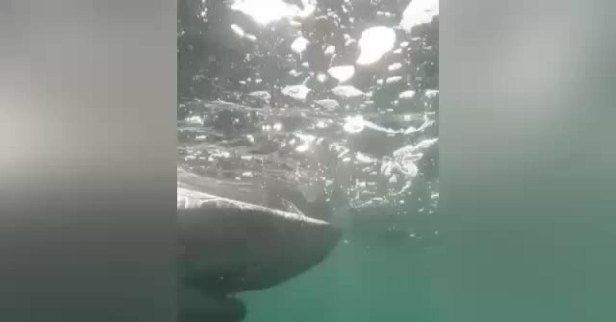 canada avvistato squalo bianco contractor a largo delle acque del labrador il pi249 grande mai tracciato lungo 43m e 750kg di peso 8211 video