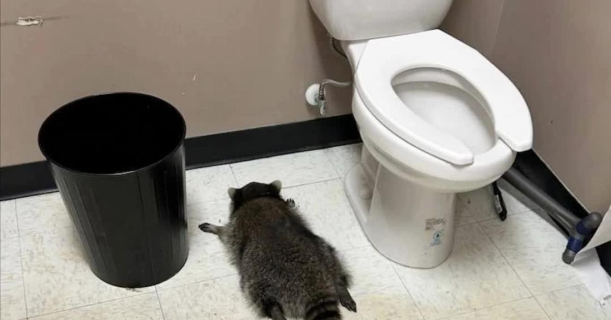 Usa, procione “ubriaco” trovato svenuto in negozio di liquori ad Ashland, bevuti scotch e whisky dagli scaffali dopo intrusione – VIDEO