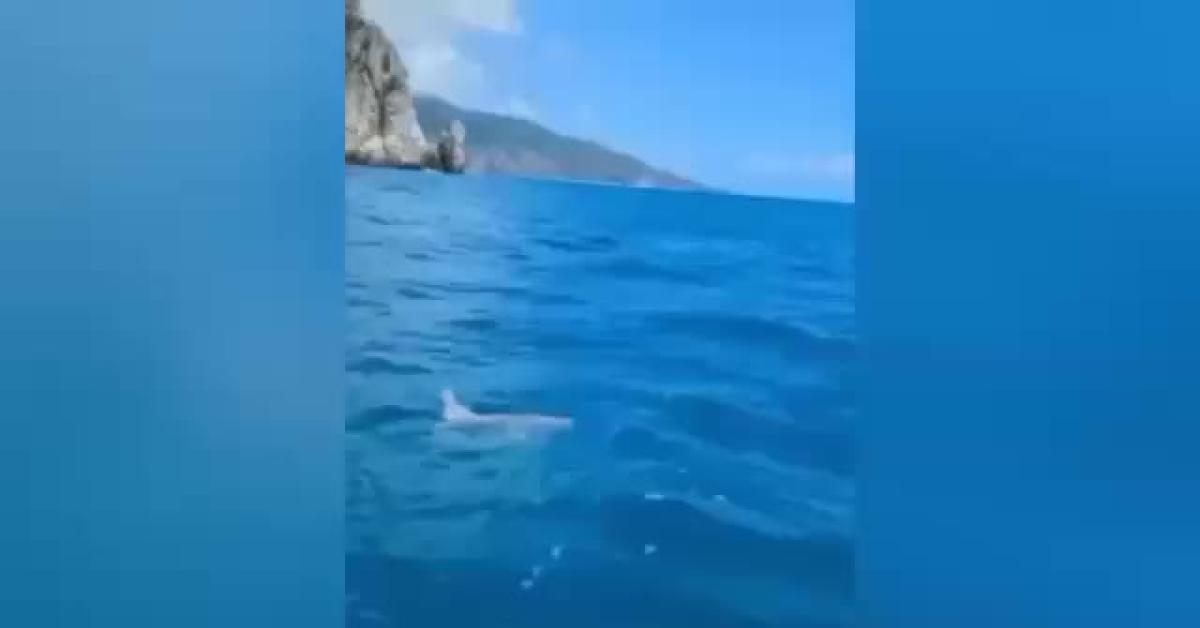 palinuro avvistato esemplare di pesce luna lungo le coste del cilento nuota dalla superficie fino a 480m di profondit224 video