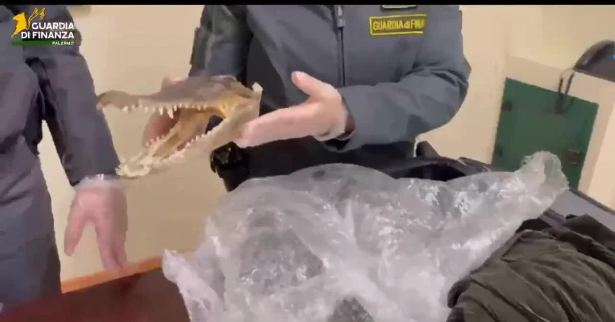 Palermo, sequestrata testa di coccodrillo essiccata in valigia di palermitano di rientro da Bangkok, animale appartenente a specie protetta   VIDEO