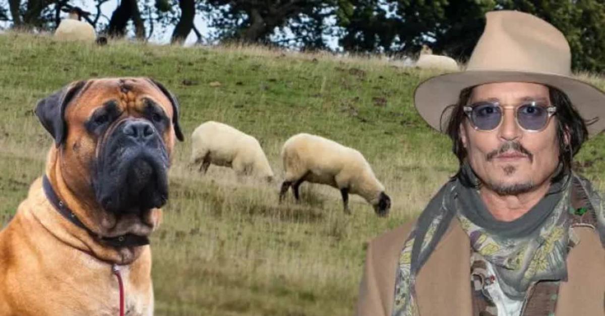 Uk, cane bullmastiff di Johnny Depp Sbrana 2 pecore in fattoria dell’East Sussex, azzannati e uccisi gli ovini dopo essersi liberato da guinzaglio   VIDEO