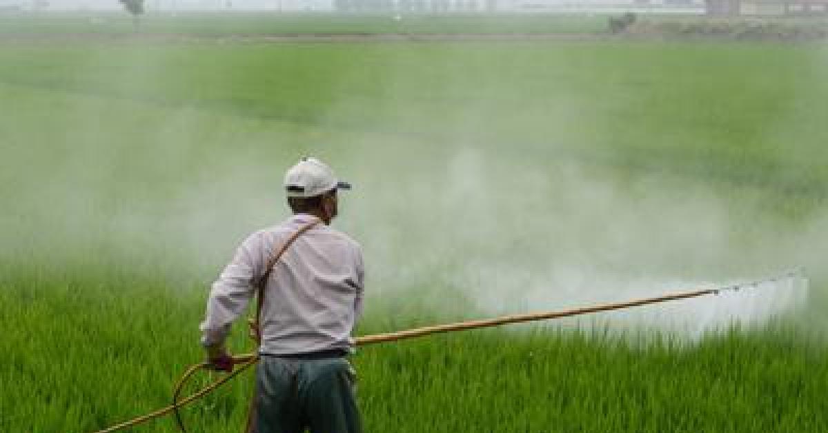 Pesticidi bannati in Ue ma venduti in Stati a medio basso reddito: export raddoppiato in 7 anni, Greenpeace: "Causano danni cerebrali e infertilità"