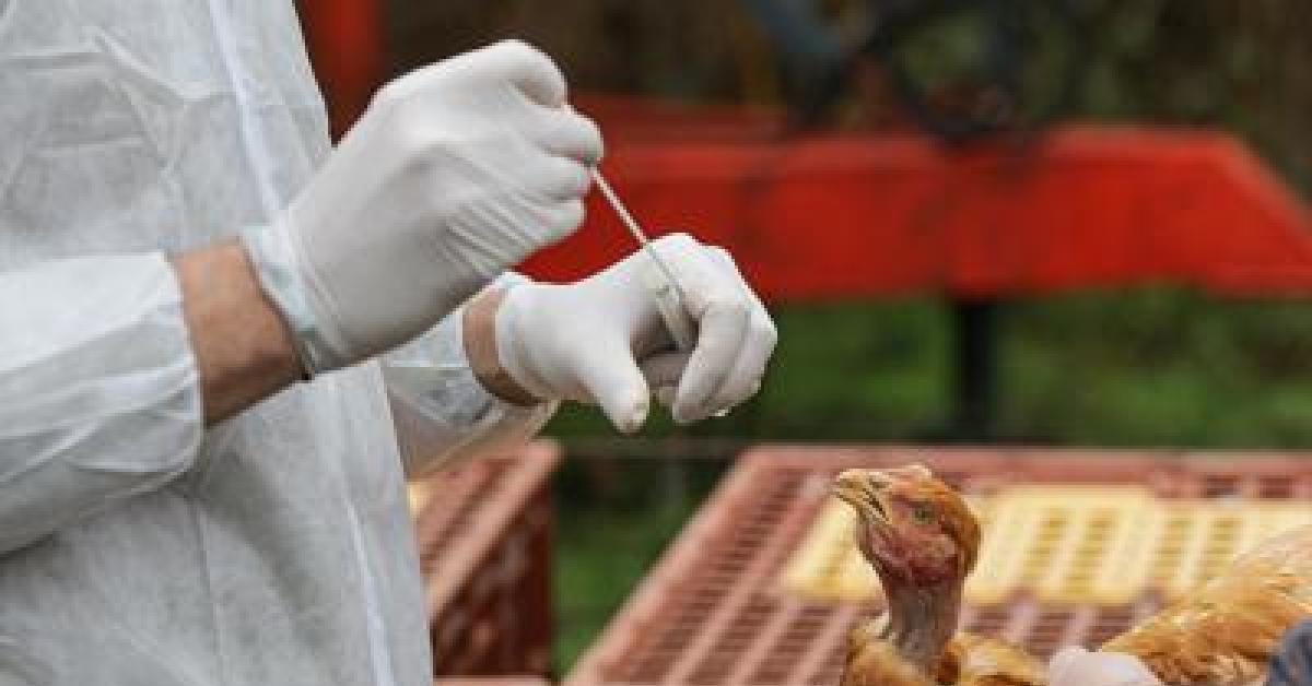 Aviaria, Bassetti: "Sarà prossima pandemia, si tratta solo di stabilire quando accadrà" Aviaria, Bassetti: "Sarà prossima pandemia, si tratta solo di stabilire quando accadrà"