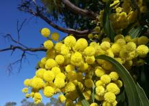 Auguri festa della donna 2024, frasi celebri, divertenti e belle da mandare su WhatsApp