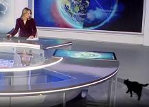 Gatto nero entra nello studio del TG5 e si avvicina alla giornalista Domitilla Savignoni durante l'edizione delle 13:00 - VIDEO