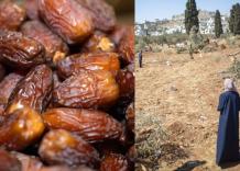 Israele vende datteri sul mercato europeo con origine falsificata: una parte proveniente da insediamenti illegali in Cisgiordania