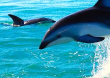 delfini (da pixabay)