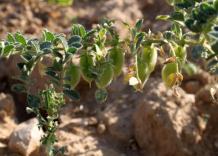 Le piantine di ceci sbarcano sulla Luna, ma riusciranno a sfamare gli astronauti nello spazio?