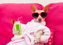 A New York esplode la "dog wellness", fino a mille dollari per la toelettatura di un cane