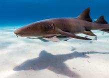 Gli squali delle Bahamas positivi alla cocaina, caffeina e antidolorifici