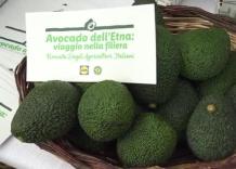Lidl punta sull'avocado dell'Etna: 172 ton in ultima stagione (+120%)