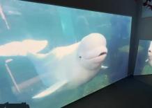 Il mito di Moby Dick in una mostra enciclopedica e inafferrabile