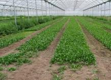 Da Naturas&igrave; nuova campagna per giusto prezzo ad agricoltori bio