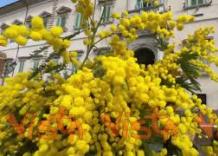 Ecco l'ingresso del Quirinale addobbato con le mimose per la Festa della Donna