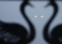 Cina: i cigni migratori svernano nella zona umida di Sanmenxia (1)