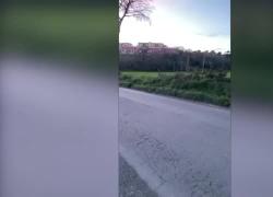 Branco di Lupi alle porte di Roma a caccia di cinghiali: avvistati a La Tiberina, all'altezza di Castelnuovo di Porto - VIDEO