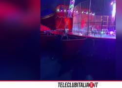 Circo Orfei e l'impasse con i leoni nella gabbia, due maschi in lite per una femmina divisi dal domatore - VIDEO
