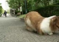 Giappone, uomo spende 15mila dollari per trasformarsi in un cane: Toco diventa un Rough Collie - VIDEO