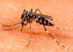 West-Nile in Italia, nuovo allarmismo: 10 casi da gennaio a luglio 2025, ma nei primi 6 mesi del 2024 erano 13