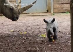 Regno Unito, nato un raro cucciolo di rinoceronte bianco: il VIDEO del parto e dei primi passetti al Cotswold Wildlife Park - VIDEO