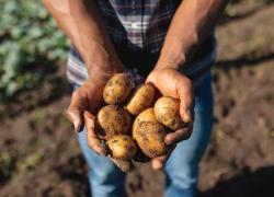 World Food Day, "Potatoes Forever!" celebra la sostenibilità
