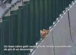 Cina: Shanghai, oltre 1.800 gatti randagi salvati dalle strade sopraelevateTeam della Shanghai Tunnel Engineering soccorre felini da oltre un decennio