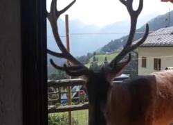 Belluno, ucciso il cervo Bambotto da un cacciatore, era la mascotte di Pecol e si fidava degli umani - VIDEO