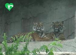 Bioparco di Roma, nata cucciola di tigre di Sumatra, felino ad alto rischio estinzione: meno di 600 sul pianeta - VIDEO