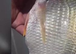 Cina, test covid ai pesci appena pescati nel porto di Xiamen. Critiche sul web. VIDEO