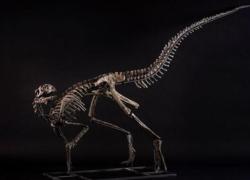 Genova, dinosauro all'asta per 300 mila euro: risale al Giurassico