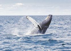 Pescatore inghiottito da una balena: salvo miracolosamente per un colpo di tosse del cetaceo