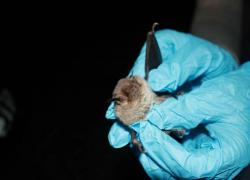 Covid, pipistrelli vivi nel laboratorio di Wuhan: il video choc della tv australiana