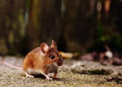Febbre del topo: cos'è, come si trasmette e sintomi. Focolaio in Slovenia