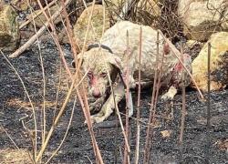 Incendi in Sardegna, cane pastore rimane a guardia del gregge nonostante le fiamme VIDEO (Immagini forti)