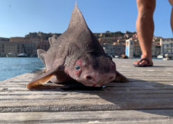 Pesce porco, trovato in Italia raro esemplare dello squalo che grugnisce. FOTO