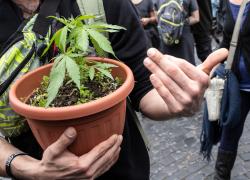 Referendum marijuana, la raccolta firme è inarrestabie: 200mila in 48 ore
