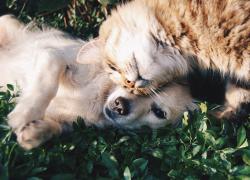 Jet privati a quattro zampe: volare con i propri animali mai così facile... e costoso