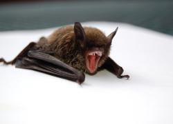 Wuhan, nuove ricerche sull'origine del Covid: gli scienziati inoculavano il virus ai pipistrelli già nel 2018