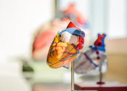 Giornata mondiale del cuore 2021, dopo il Covid aumento preoccupante delle malattie cardiovascolari 