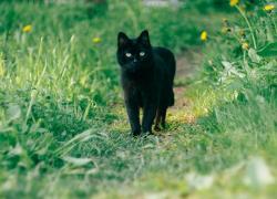 Perchè si dice che il gatto nero porta sfortuna? La verità tra storia e superstizione