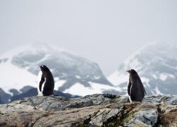 Nuova Zelanda, avvistato un pinguino sulla costa: proveniva dall’Antartide 