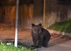 Gorizia, cucciolo di orso in strada si rifugia su un albero: salvato dai vigili del fuoco