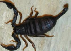 Egitto: tre persone uccise da un'invasione di scorpioni