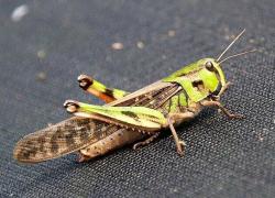 Via libera dell'Ue alla locusta come alimento: presto sulle nostre tavole
