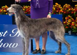 National Dog Show: un levriero scozzese vince per la seconda volta consecutiva: le FOTO di Claire