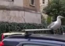 Roma, il gabbiano e la cena "gourmet": tonno in scatola ai Parioli. VIDEO