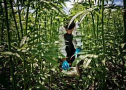 Cannabis, si riapre il dibattito sulla legalizzazione ma il governo è spaccato: chi è a favore e chi no