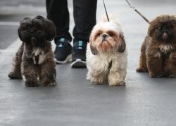 Botti di capodanno 2022, 400 fra cani e gatti morti nella notte: in aumento rispetto al 2021