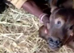 India, nasce un vitello con 3 occhi: venerato dal popolo come reincarnazione del dio Shiva