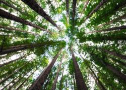 Fit for 55: la transizione energetica e i rischi ambientali. Il ruolo delle imprese